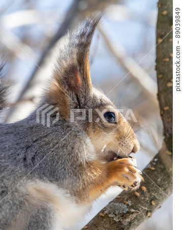 The squirrel with nut sits on tree in the winter or late autumn. Portrait of the squirrel close-up 89039849