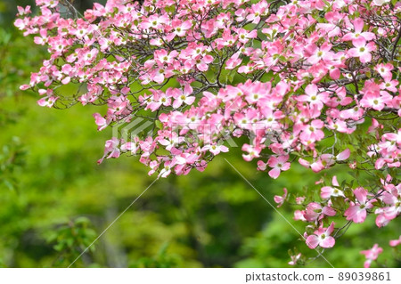 Hanamizuki盛開（N） 89039861