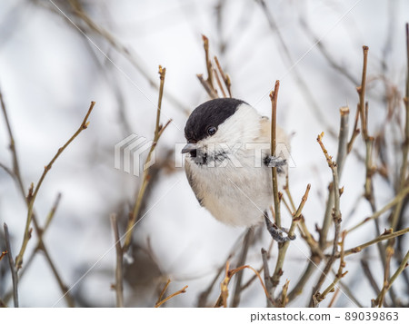 Cute bird the willow tit, song bird sitting on a branch without leaves in the winter. 89039863