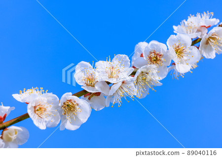 白花花 89040116