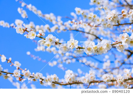 White flower flowers 89040120
