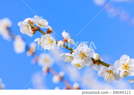 White flower flowers 89040121