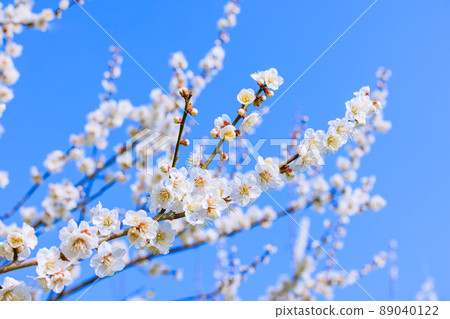 白花花 白花花 89040122