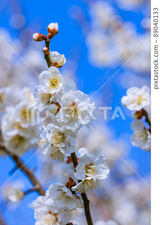 白花花 89040133