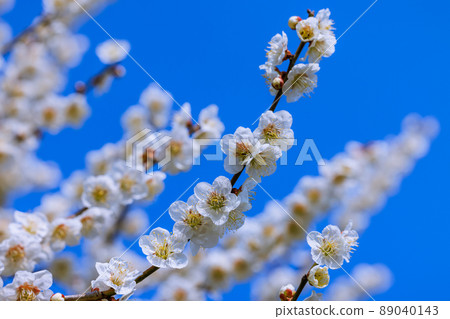 白花花 89040143