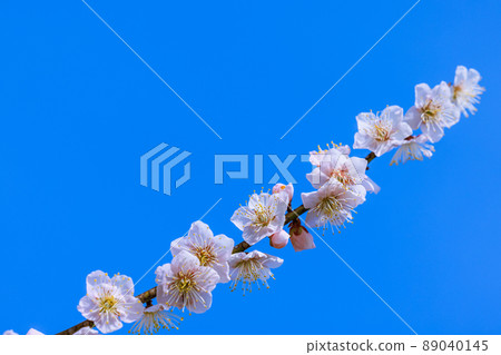 Sakuri plum flowers Sakuri plum flowers 89040145