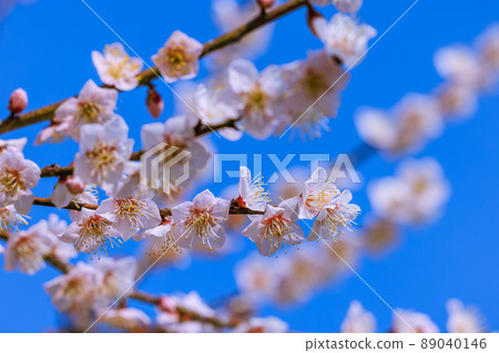 Sakuri plum flowers Sakuri plum flowers 89040146