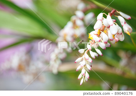 Shell ginger flower and honey bee Shell ginger flower and honey bee 89040176