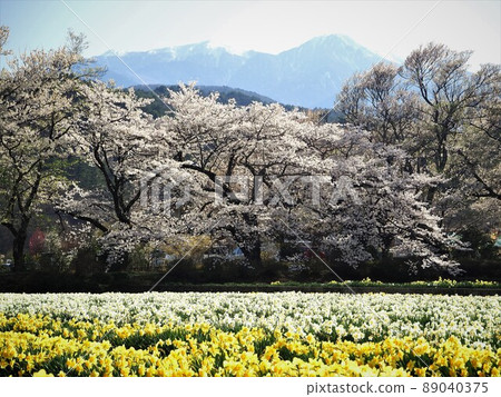 山梨縣山高神代櫻花 地曾寺的櫻花風景 4月 89040375