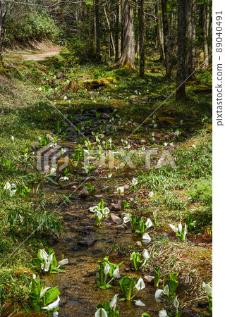 A group of water basho A group of water basho 89040491