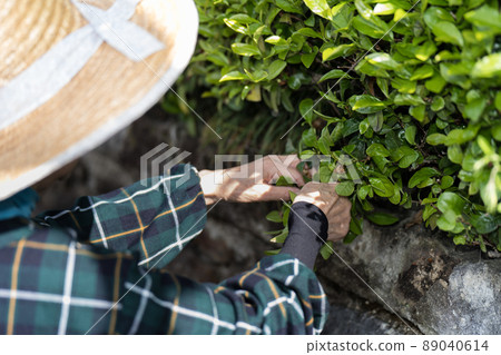 採茶的高級婦女 89040614