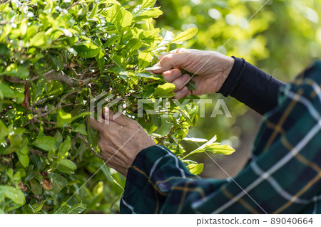 Senior woman picking tea leaves Senior woman picking tea leaves 89040664
