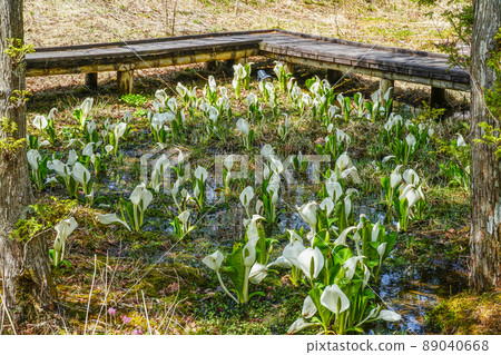 A group of water basho A group of water basho 89040668