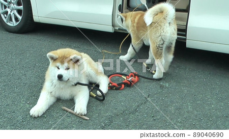 Akita dog puppy 89040690