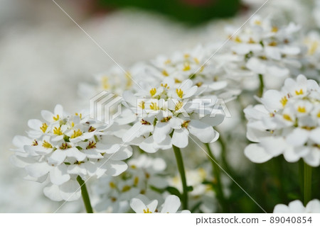 Iberis (also known as Tokiwanazuna, Magaribana) Iberis (also known as Tokiwanazuna, Magaribana) 89040854
