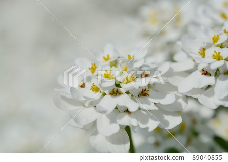 Iberis (also known as Tokiwanazuna, Magaribana) Iberis (also known as Tokiwanazuna, Magaribana) 89040855