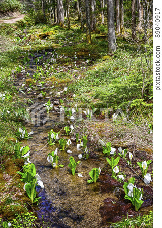 A group of water basho A group of water basho 89040917