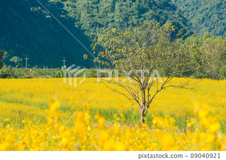 Lone tree in Sunhemp field (Crotalaria Juncea) at the foothills of Doi Nang Non mountain in Mae Sai district of Chiang Rai province, Thailand. 89040921
