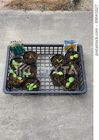 蔬菜也可以用種子種植 蔬菜也可以用種子種植 89041027