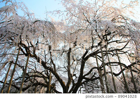 盛開的盛開的櫻花樹 89041028