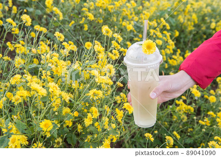 Someone holding a cup of Chrysanthemum tea on hands in flowers garden. Chrysanthemum flowers is the ingredient for making Chrysanthemum herbal tea popular in Asia and Chinese traditional. 89041090