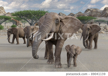 A herd of African elephants moves with a baby elephant A herd of African elephants moves with a baby elephant 89041139