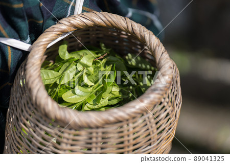 Tea picking: A basket attached to the waist and tea leaves Tea picking: A basket attached to the waist and tea leaves 89041325