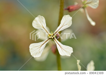 Arugula flowers 89041389