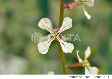 Arugula flowers 89041391