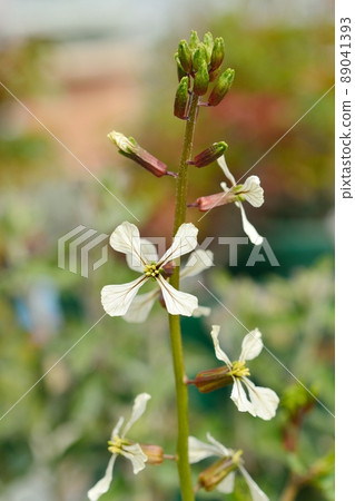 Arugula flowers 89041393
