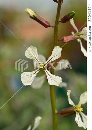Arugula flowers Arugula flowers 89041394