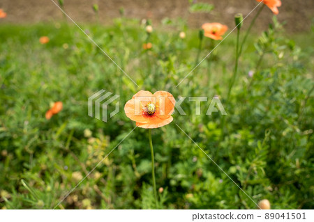 Poppy Poppy 89041501