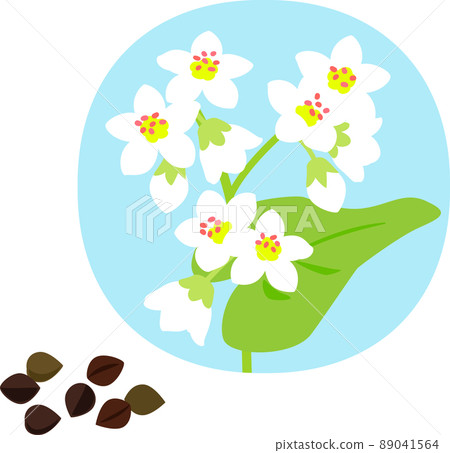 Buckwheat flowers and buckwheat fruits 89041564