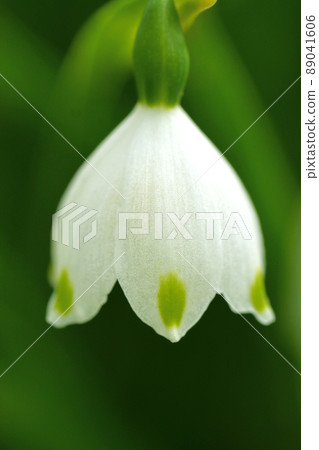 Lily of the valley in Senba Park, Mito City, Ibaraki Prefecture 89041606