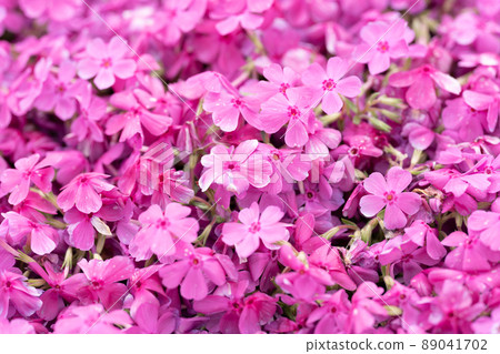 米薩櫻花盛開 89041702