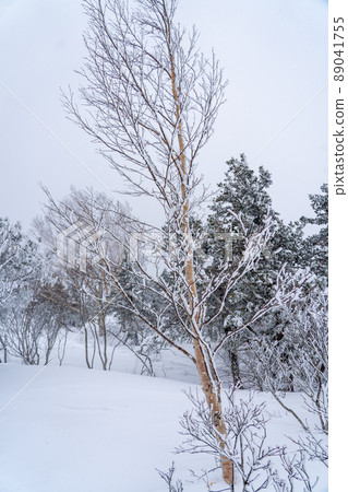 白樺樹冬天山的雪景（宮城藏王） 89041755