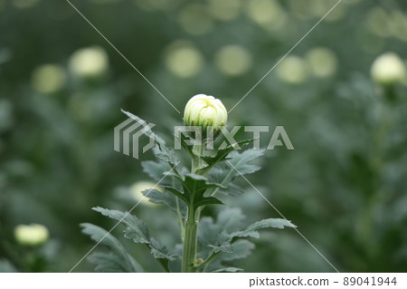 Atsumi的Densho Kiku 89041944