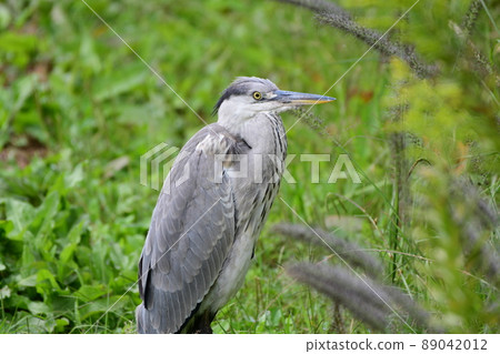 Gray heron in the grassland after the Gray heron in the grassland after the 89042012