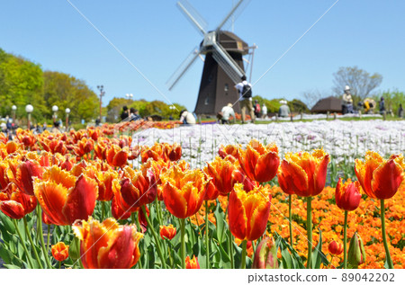 Windmill hill with colorful flowers in full bloom Windmill hill with colorful flowers in full bloom 89042202