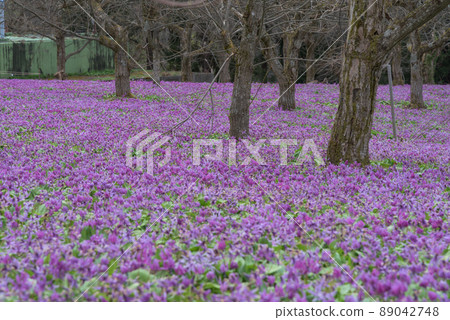 仙北市錦町片栗社區町 89042748