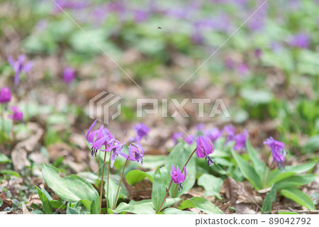 仙北市錦町片栗社區町 89042792