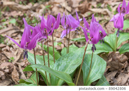 仙北市錦町片栗社區町 89042806