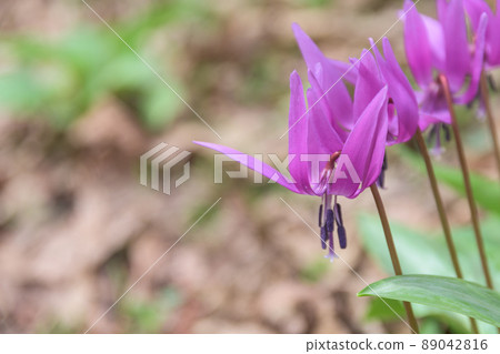 Katakuri Community Town, Nishiki-cho, Semboku City Katakuri Community Town, Nishiki-cho, Semboku City 89042816