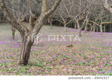 仙北市錦町片栗社區町 仙北市錦町片栗社區町 89042817
