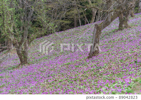 仙北市錦町片栗社區町 仙北市錦町片栗社區町 89042823