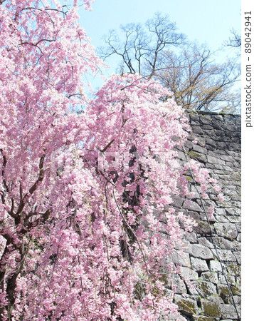 盛岡城址公園的石牆和櫻花 89042941