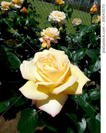 玫瑰和平岡野町公園 89043070