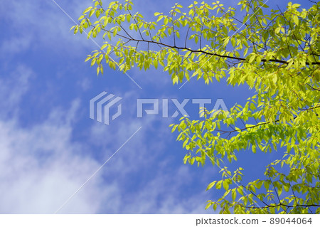 年輕的櫸葉框架和清爽的藍天 89044064
