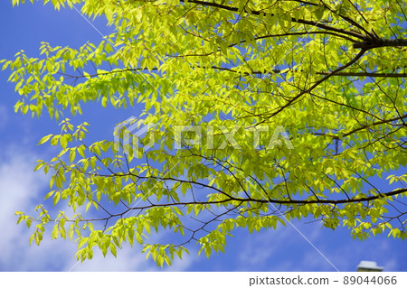 年輕的櫸葉框架和清爽的藍天 89044066