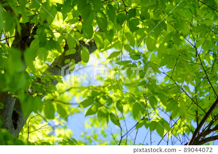 Frame of young zelkova leaves and refreshing blue sky 89044072